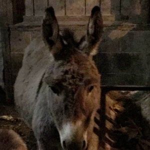 Meet your Posher, Madyson